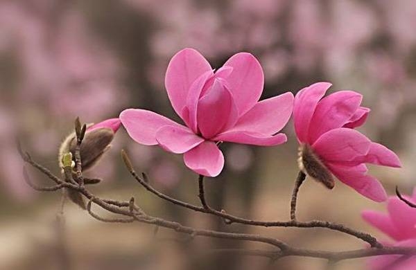 清明，獻(xiàn)給您一束辛夷花